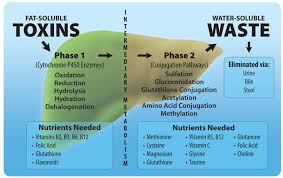 Integrative Family Practice Chicago - Liver Detoxification